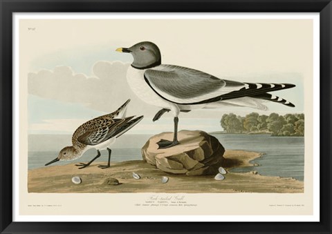 Framed Fork-Tailed Gull Print