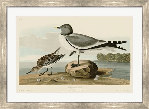 Framed Fork-Tailed Gull Print