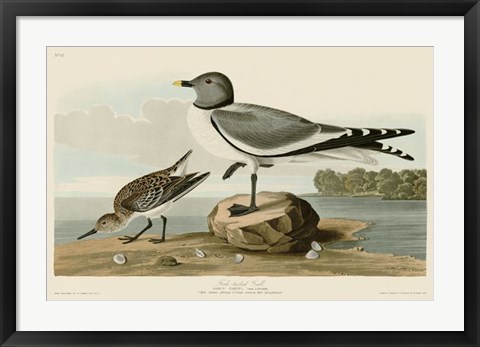 Framed Fork-Tailed Gull Print