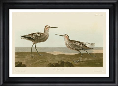 Framed Long-Legged Sandpiper Print