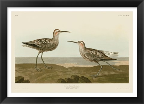 Framed Long-Legged Sandpiper Print