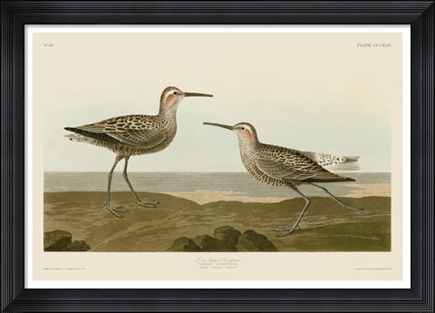 Framed Long-Legged Sandpiper Print