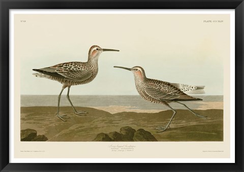 Framed Long-Legged Sandpiper Print