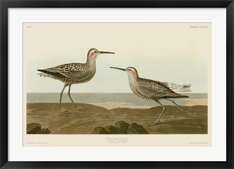 Framed Long-Legged Sandpiper Print