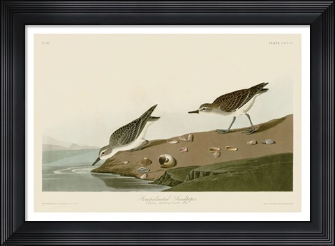 Framed Semipalmated Sandpiper Print
