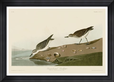 Framed Semipalmated Sandpiper Print
