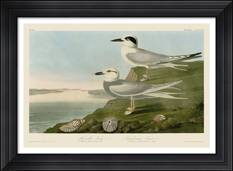Framed Havell&#39;s Tern &amp; Trudeau&#39;s Tern Print