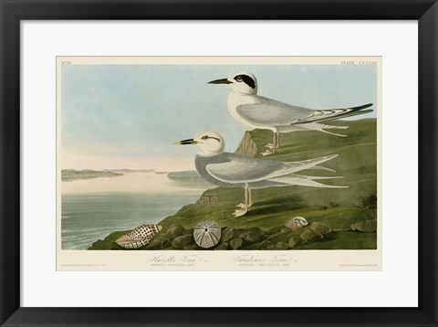 Framed Havell&#39;s Tern &amp; Trudeau&#39;s Tern Print