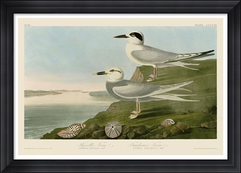 Framed Havell&#39;s Tern &amp; Trudeau&#39;s Tern Print