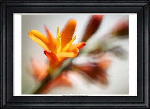 Framed Open Sunshine I Print