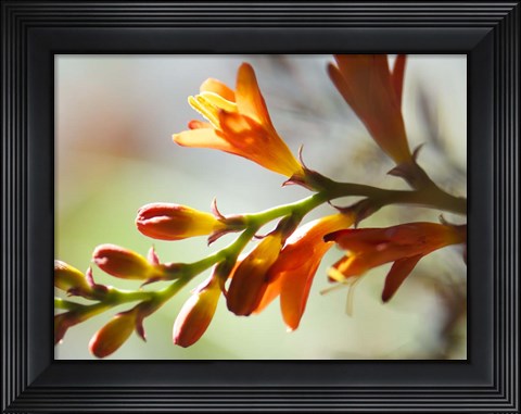 Framed Open Sunshine II Print