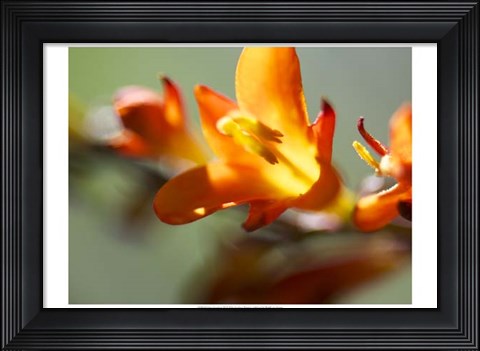 Framed Open Sunshine III Print