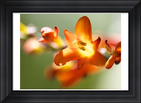 Framed Open Sunshine IV Print