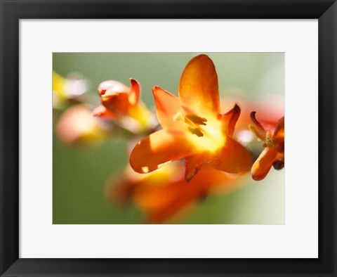 Framed Open Sunshine IV Print