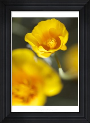 Framed California Poppy I Print
