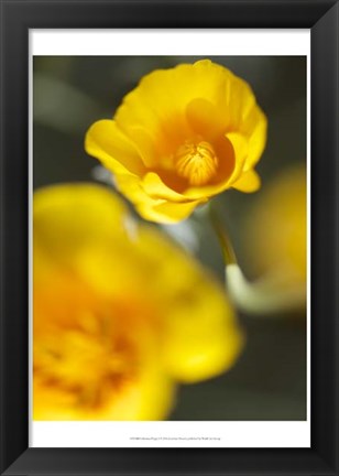 Framed California Poppy I Print