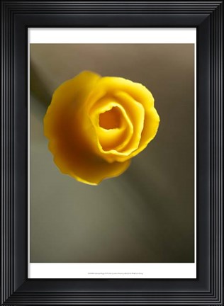 Framed California Poppy II Print