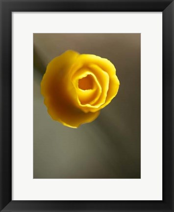 Framed California Poppy II Print