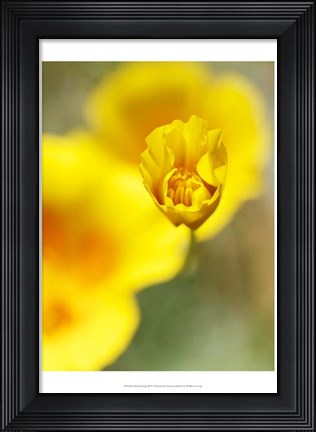 Framed California Poppy III Print