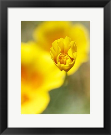 Framed California Poppy III Print