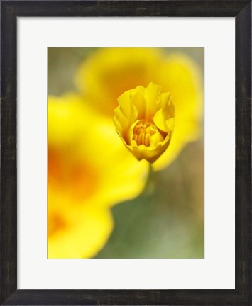 Framed California Poppy III Print