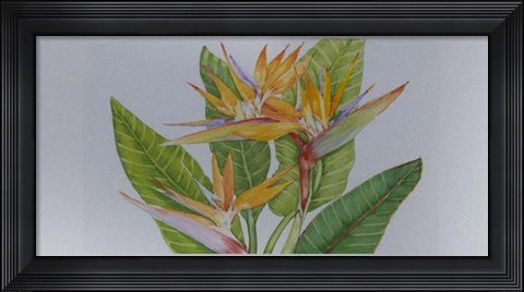 Framed Exotic Flowers II Print