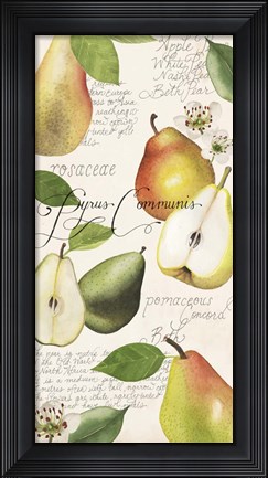 Framed Pyrus Study I Print