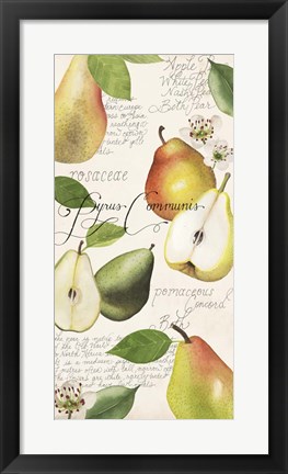 Framed Pyrus Study I Print