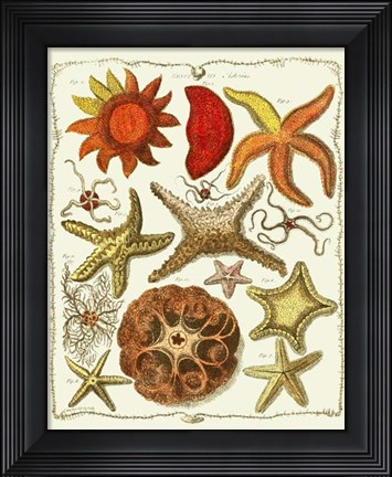 Framed Starfish and Sea Urchins a Print