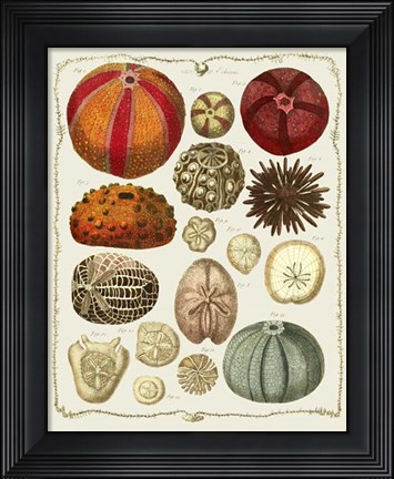 Framed Starfish and Sea Urchins b Print