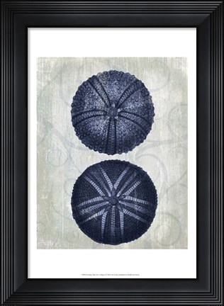 Framed Indigo Blue Sea Urchins a Print