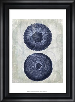 Framed Indigo Blue Sea Urchins b Print