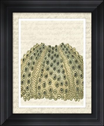 Framed Blue Corals On VIntage Script d Print