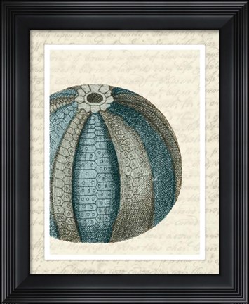 Framed Blue Corals On VIntage Script f Print