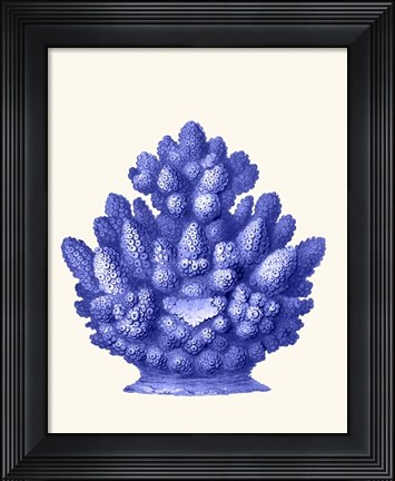 Framed Haeckel Hexacoralla Coral Blue Print