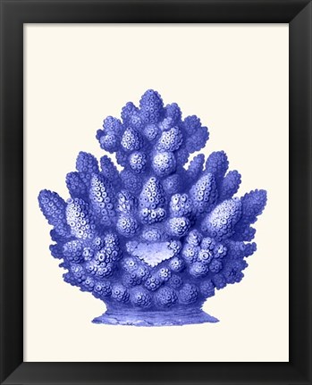 Framed Haeckel Hexacoralla Coral Blue Print