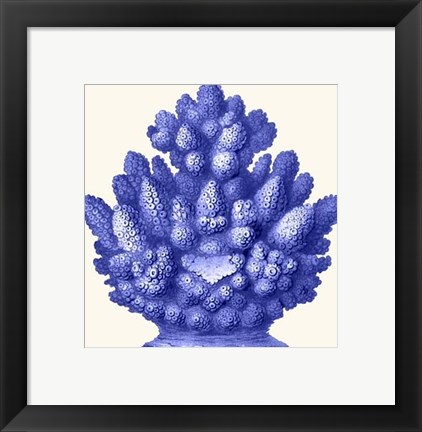 Framed Haeckel Hexacoralla Coral Blue Print