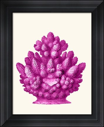 Framed Haeckel Hexacoralla Coral Pink Print