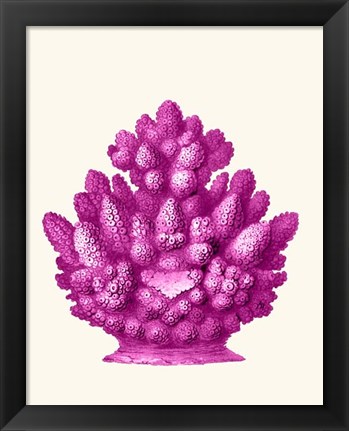 Framed Haeckel Hexacoralla Coral Pink Print