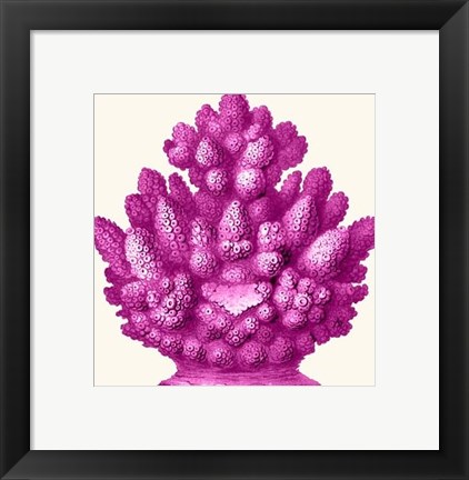 Framed Haeckel Hexacoralla Coral Pink Print