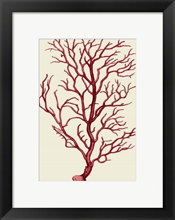 Framed Corals Coral On Cream b Print