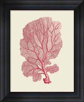 Framed Corals Coral On Cream c Print