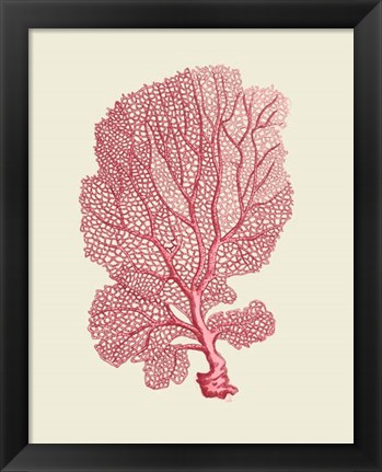 Framed Corals Coral On Cream c Print