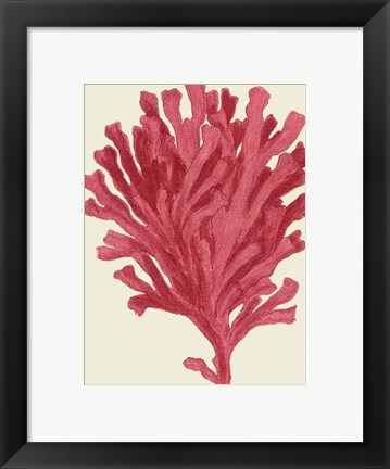 Framed Corals Coral On Cream d Print