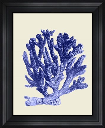 Framed Blue Corals a Print