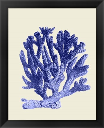 Framed Blue Corals a Print