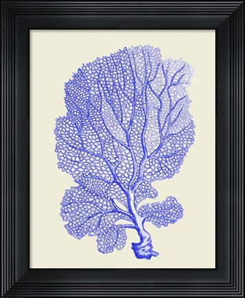 Framed Blue Corals b Print