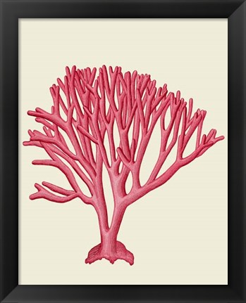 Framed Red Corals 1 c Print