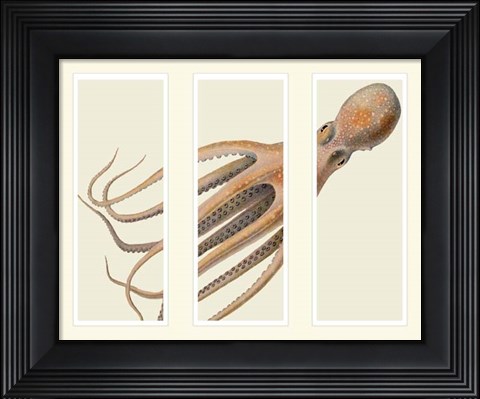Framed Octopus on 3 panels Print