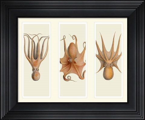 Framed Trio of Octopus on 3 Panels Print